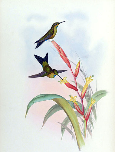 Turquoise-throated puffleg